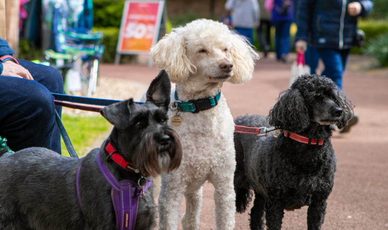Discover a summer of fun at Hornsea Village 